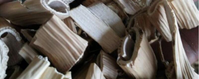 芦根是什么植物的根