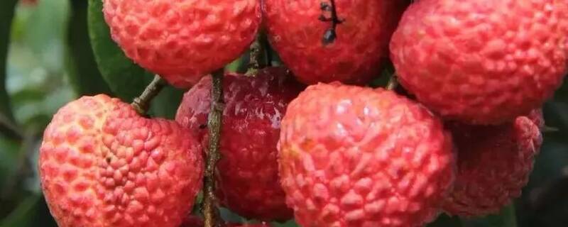 荔枝树在什么时候剪枝