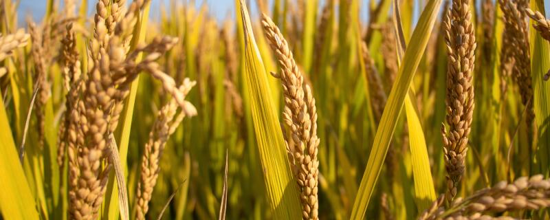 南亚的主要粮食作物