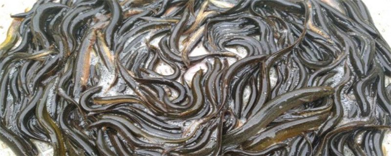 泥鳅能和什么混养