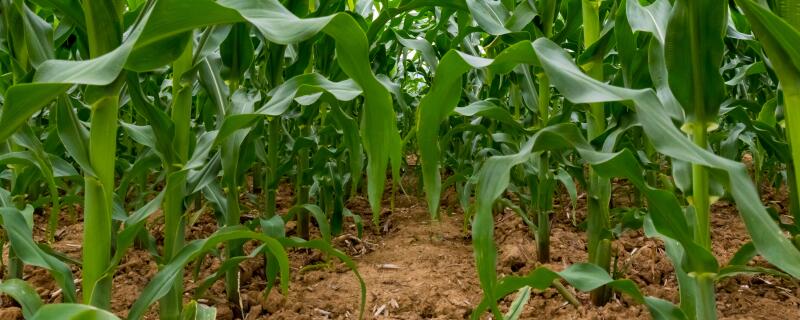 玉米苗期常见病害有哪些