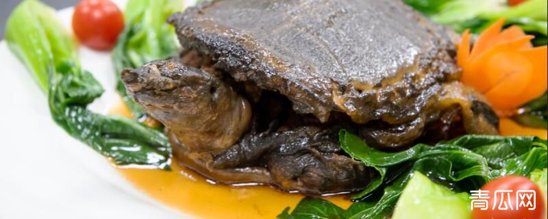 野生甲鱼怎么过冬