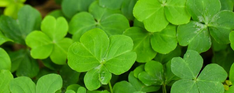 苜蓿种植技术与产量