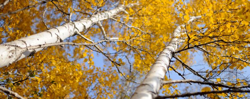 杨树和梧桐树的特点