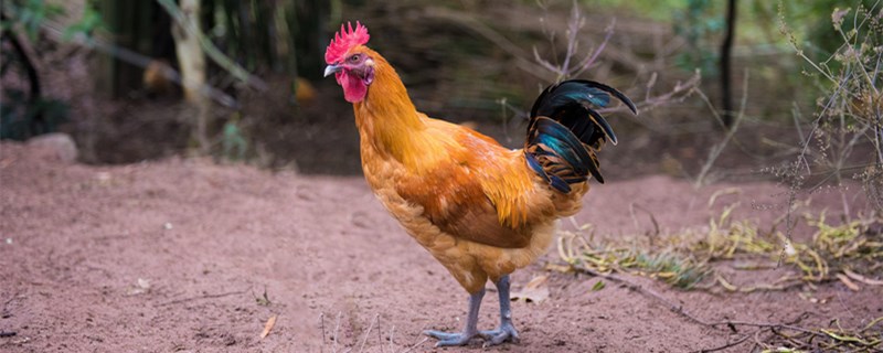 鸡喂沙子注意事项