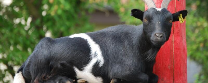 黑山羊品种介绍