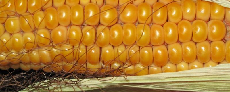 登海371玉米种介绍