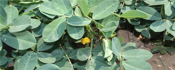 花生幼苗喷什么药