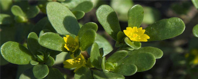 马齿苋种植注意事项