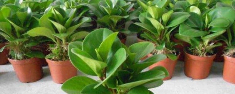 吸烟王怎么浇水