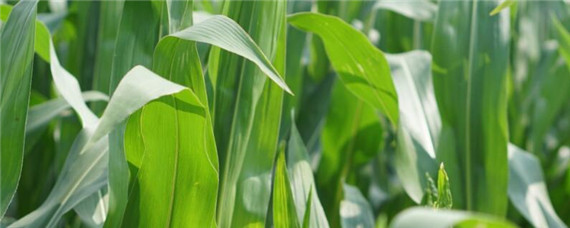 玉米什么时候喷多效唑