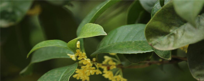 桂花的特点
