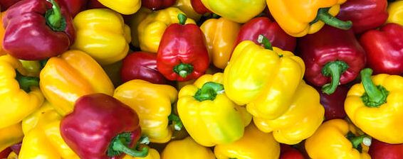 五彩辣椒种子催芽方法