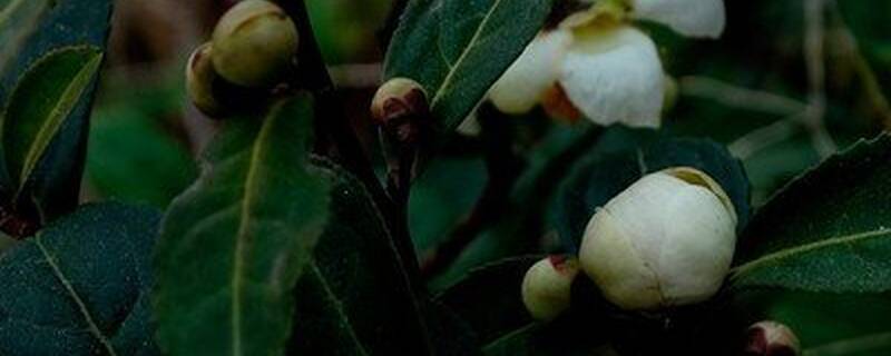 什么时候茶叶花剪枝