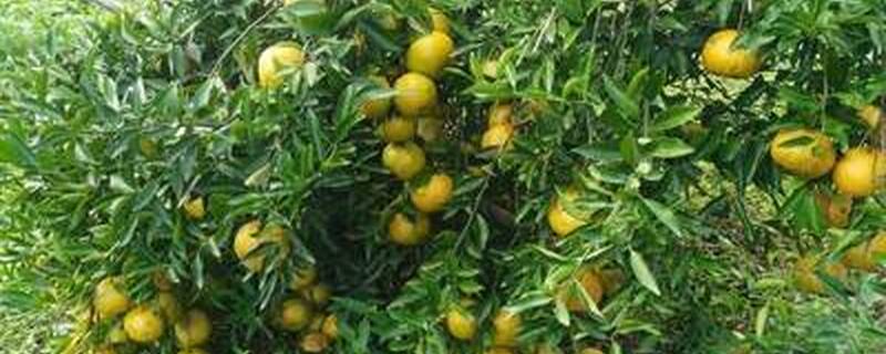 新会柑种植与管理方法