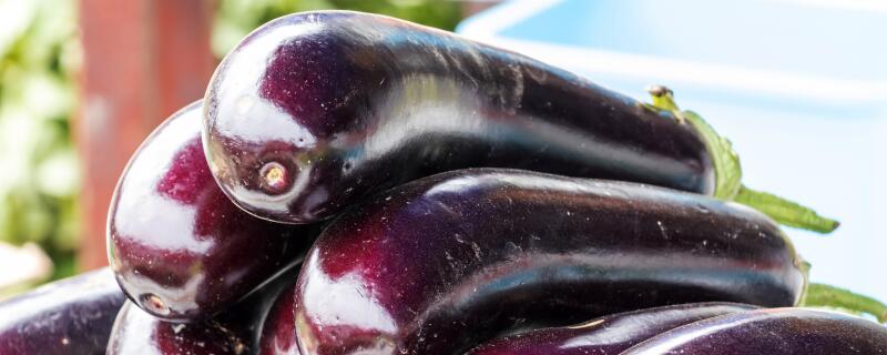 茄子高产栽培技术