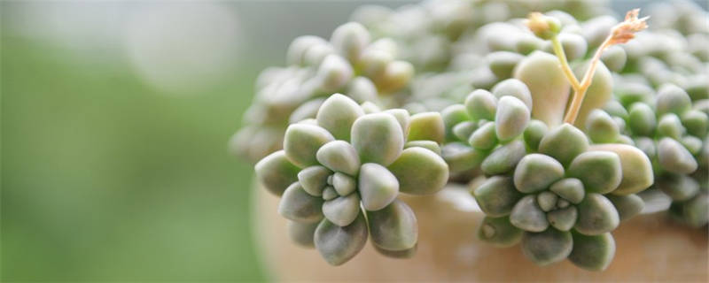 多肉每个月怎么浇水