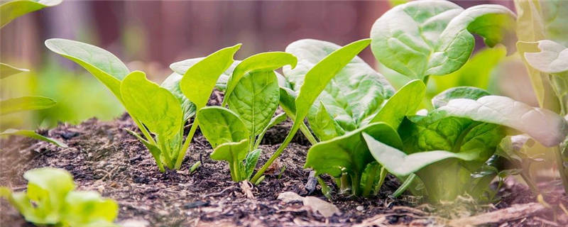 菠菜种植的注意事项