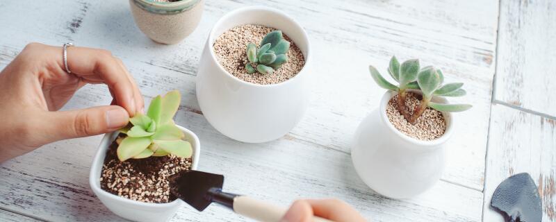多肉植物繁殖方法