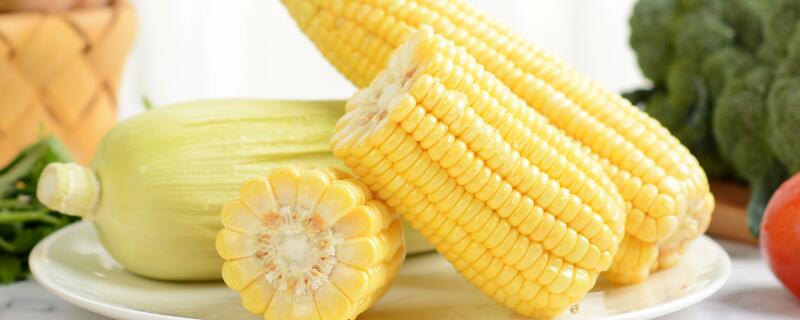 中科11玉米品种介绍