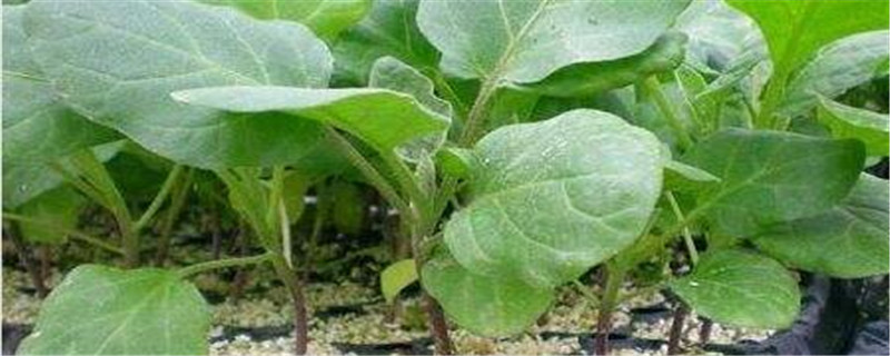 栽茄子苗的时候需要用底肥吗