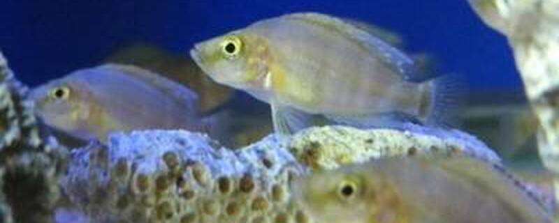 什么鱼可以和三湖混养