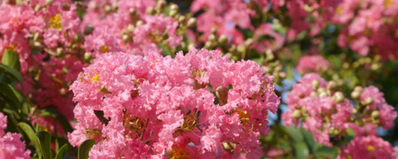 紫薇花树什么时候剪枝