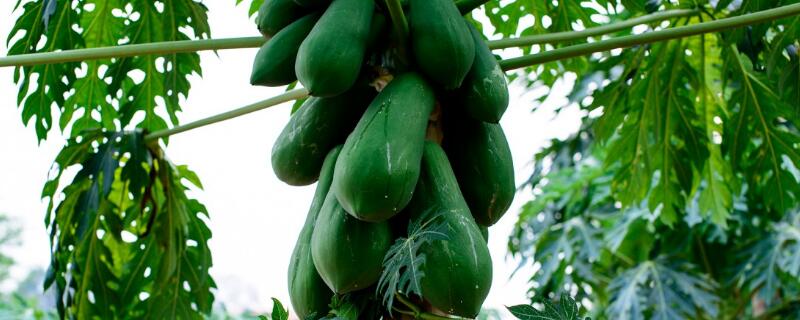 树瓜是什么