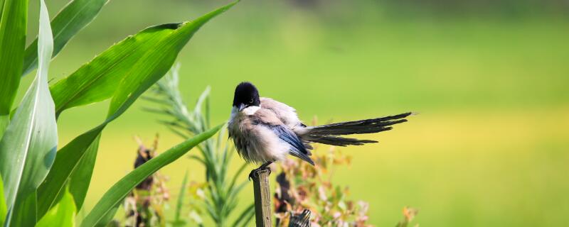野生灰喜鹊怎么养