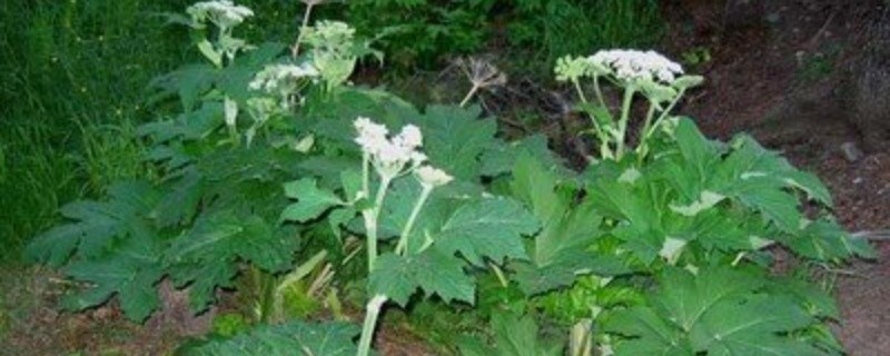 种植白芷的注意事项