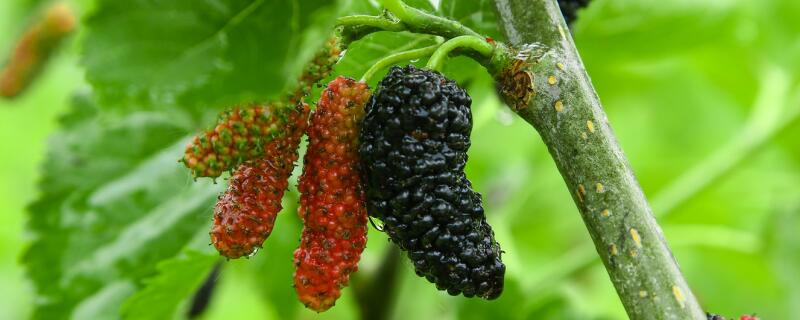 桑树多久能挂果