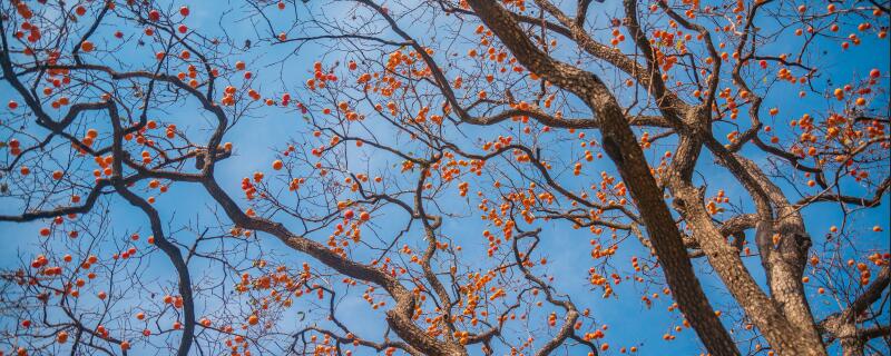 柿子树怎么施肥