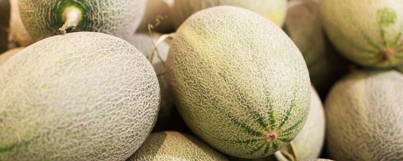 哈密瓜的种植方法与种植条件?