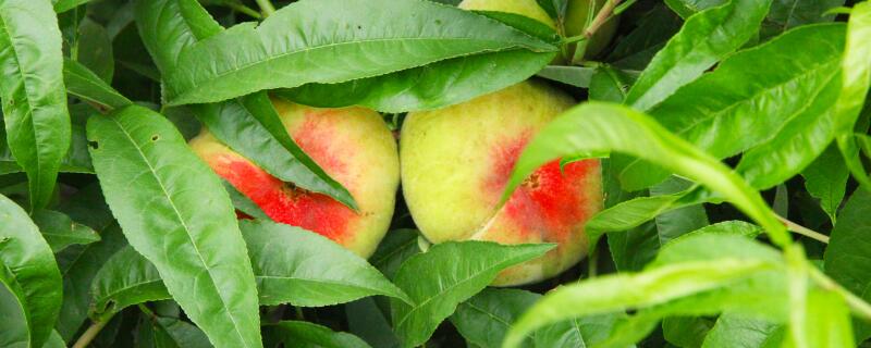 桃树挂果可以几年