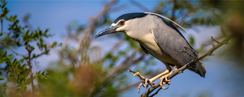 夜游鸟是保护动物吗