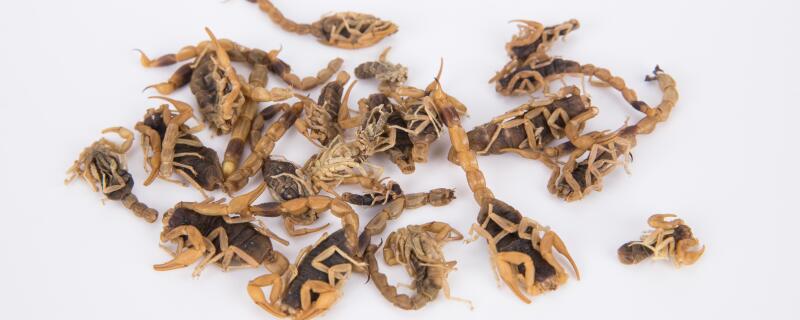 蝎子怕什么气味