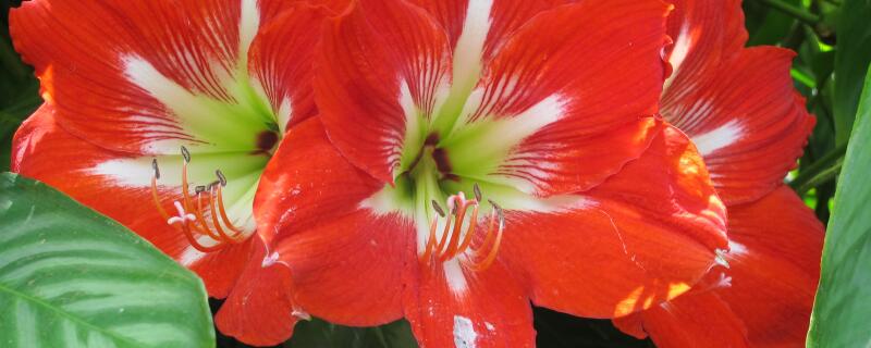 朱顶红种植的注意事项