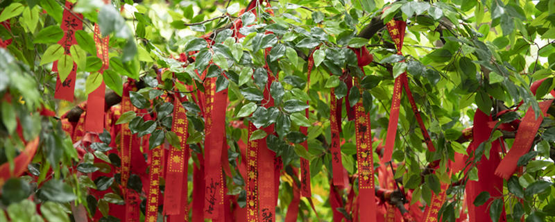 平安树多久浇一次水