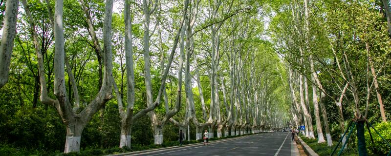 梧桐树的籽学名是什么