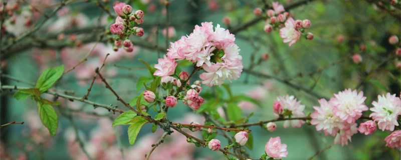 桃花的特点是什么意思