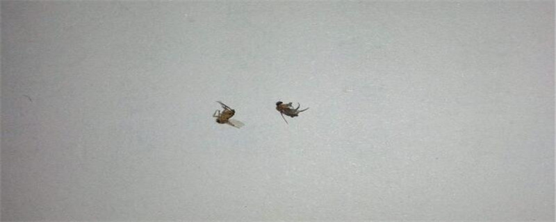 跳蚤用什么农药