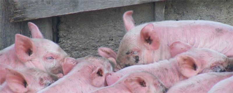生猪养殖周期