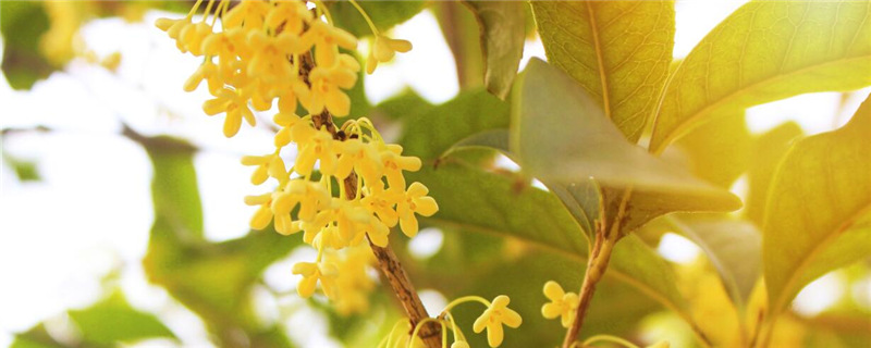 桂花的特点有哪些