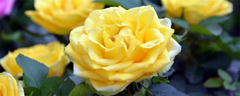 树桩月季花的养殖方法