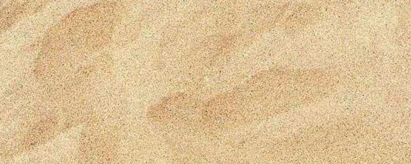 沙子可以种植物吗