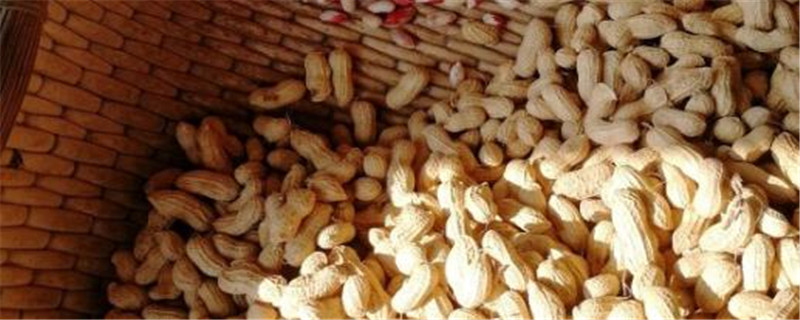 花生浸种催芽方法