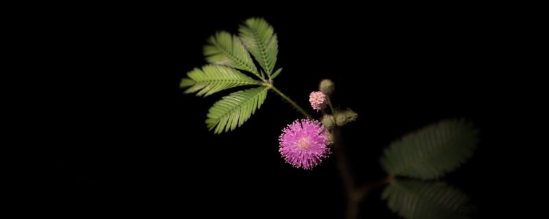 含羞草的种植注意事项