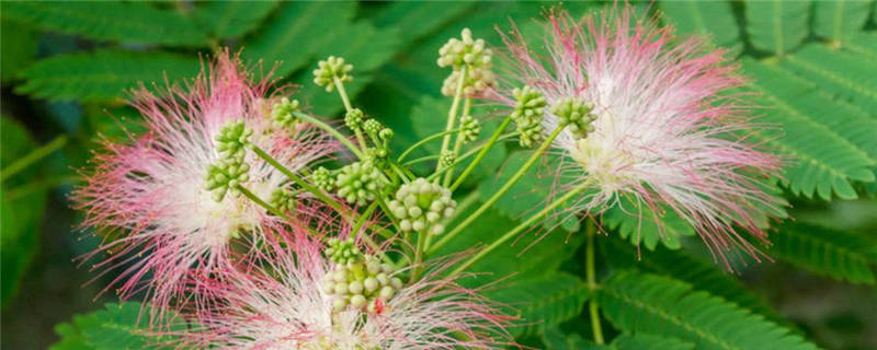 合欢树种植注意事项