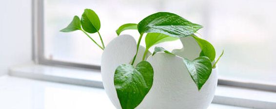 植物钙肥有哪些