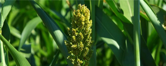 高粱几月份种植